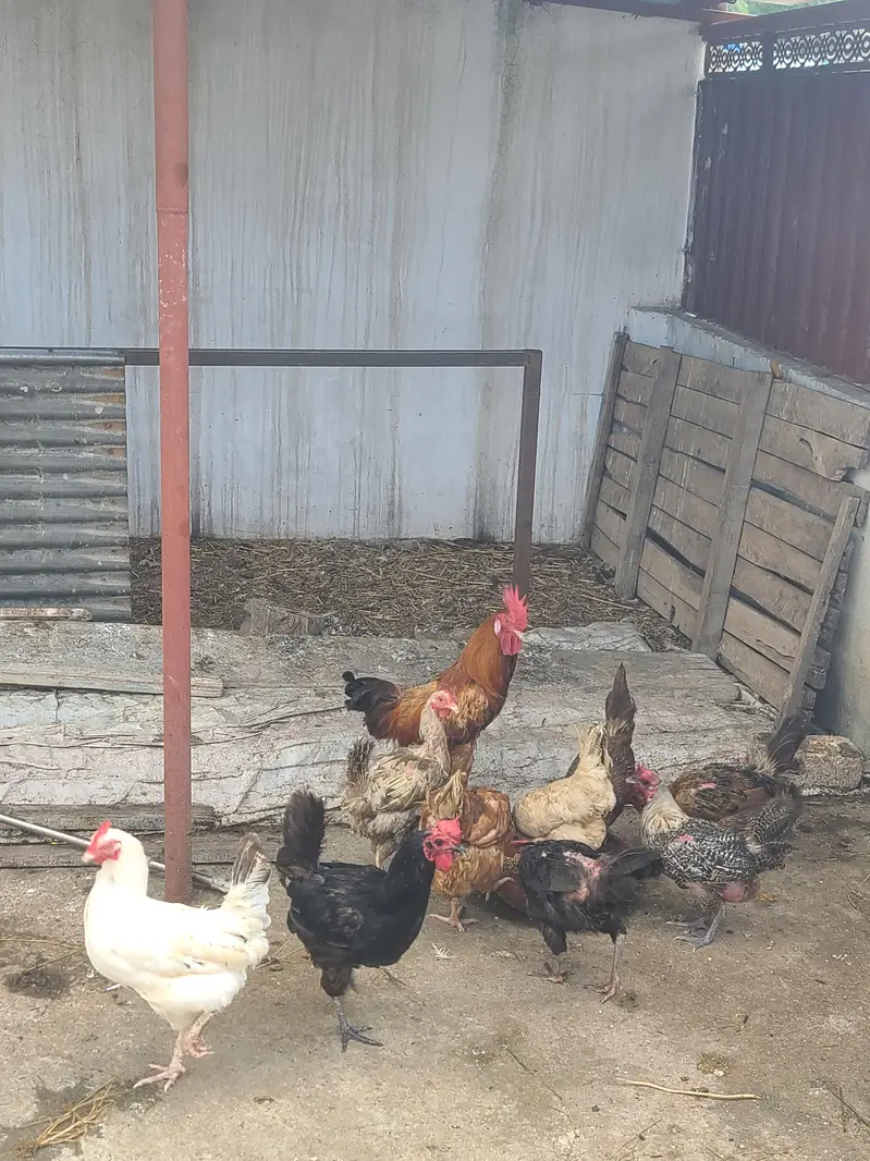 desi hens avelible — photo 2