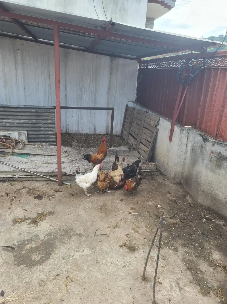 desi hens avelible — photo 3
