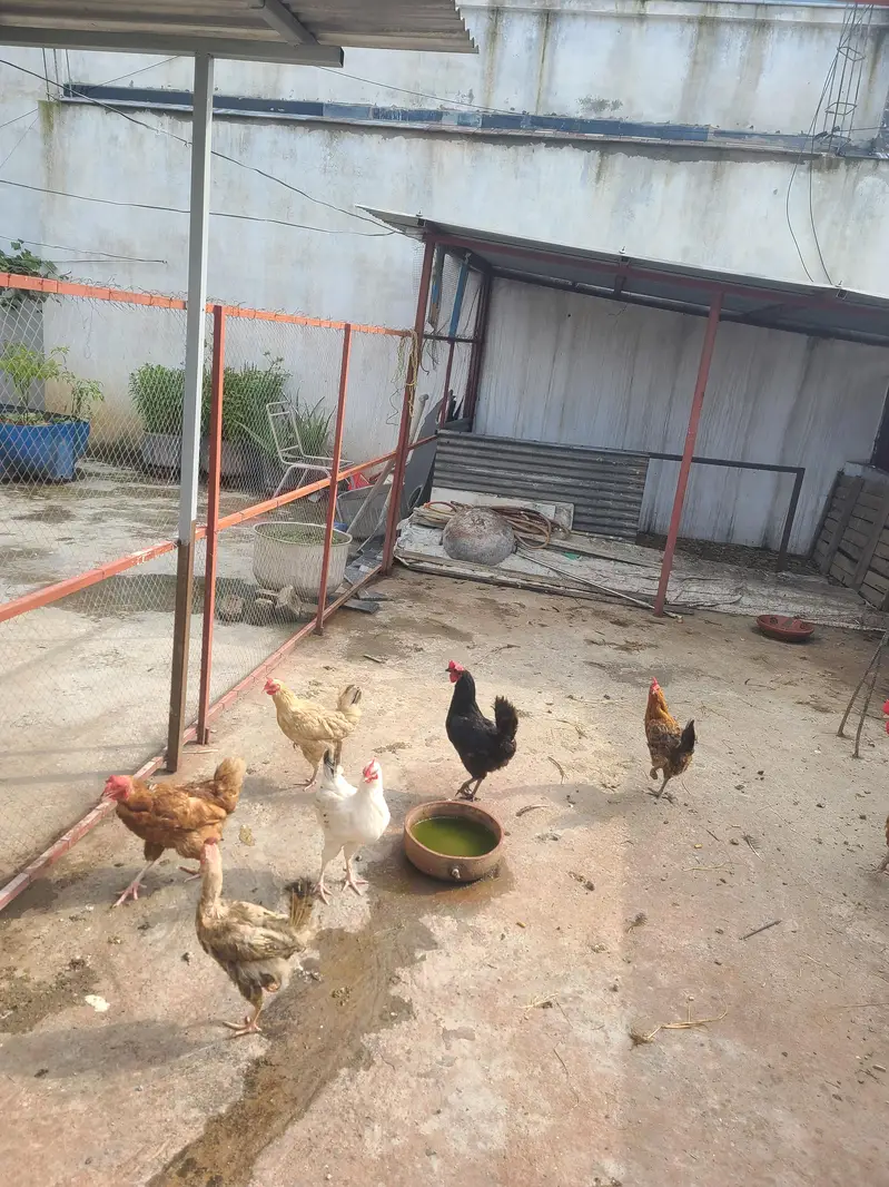 desi hens avelible — photo 4