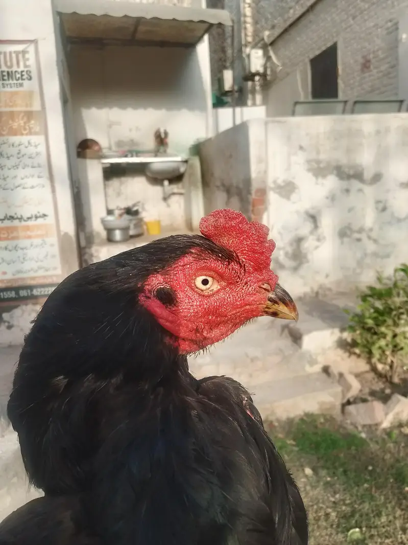 mushqa kana or females — photo 2