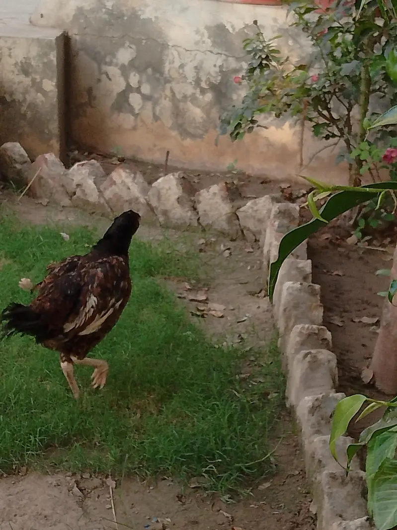 mushqa kana or females — photo 8