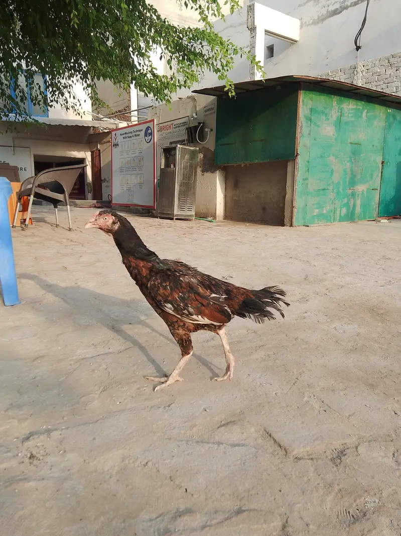mushqa kana or females — photo 10