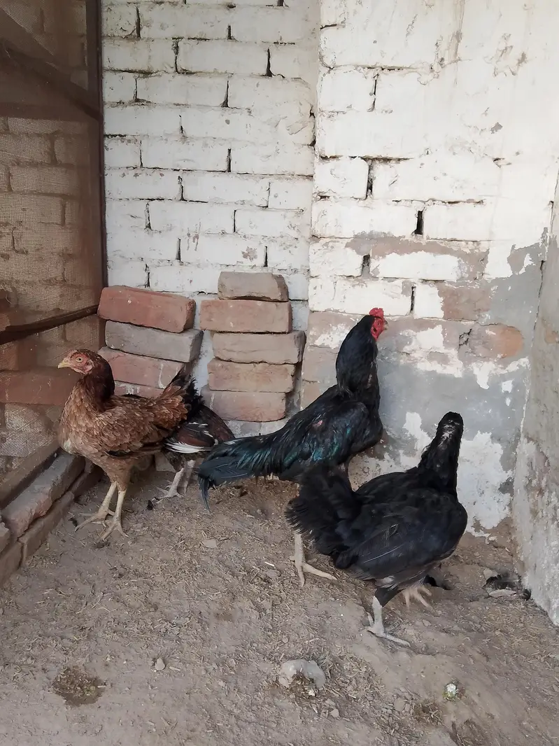 mushqa kana or females — photo 12
