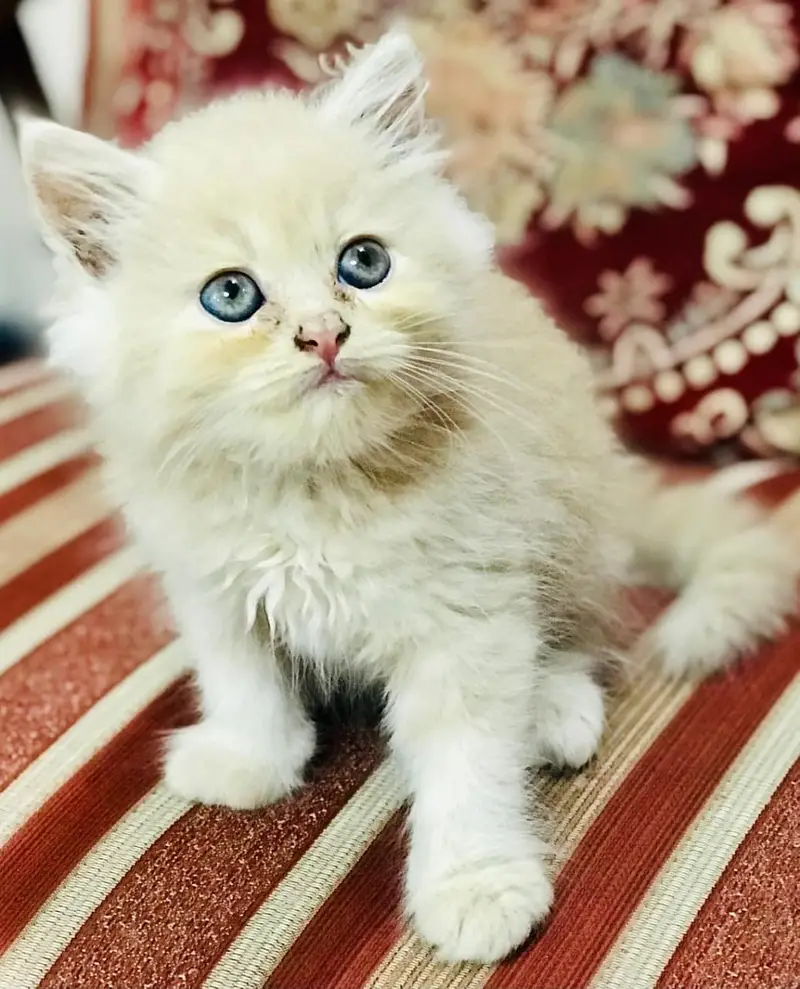 Munchkin x Persian kittens — photo 2