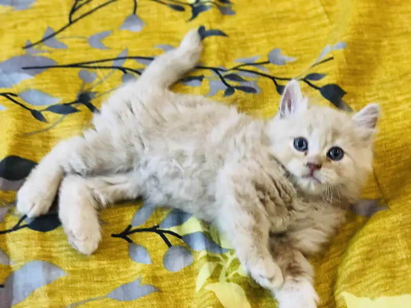 Munchkin x Persian kittens — photo 4