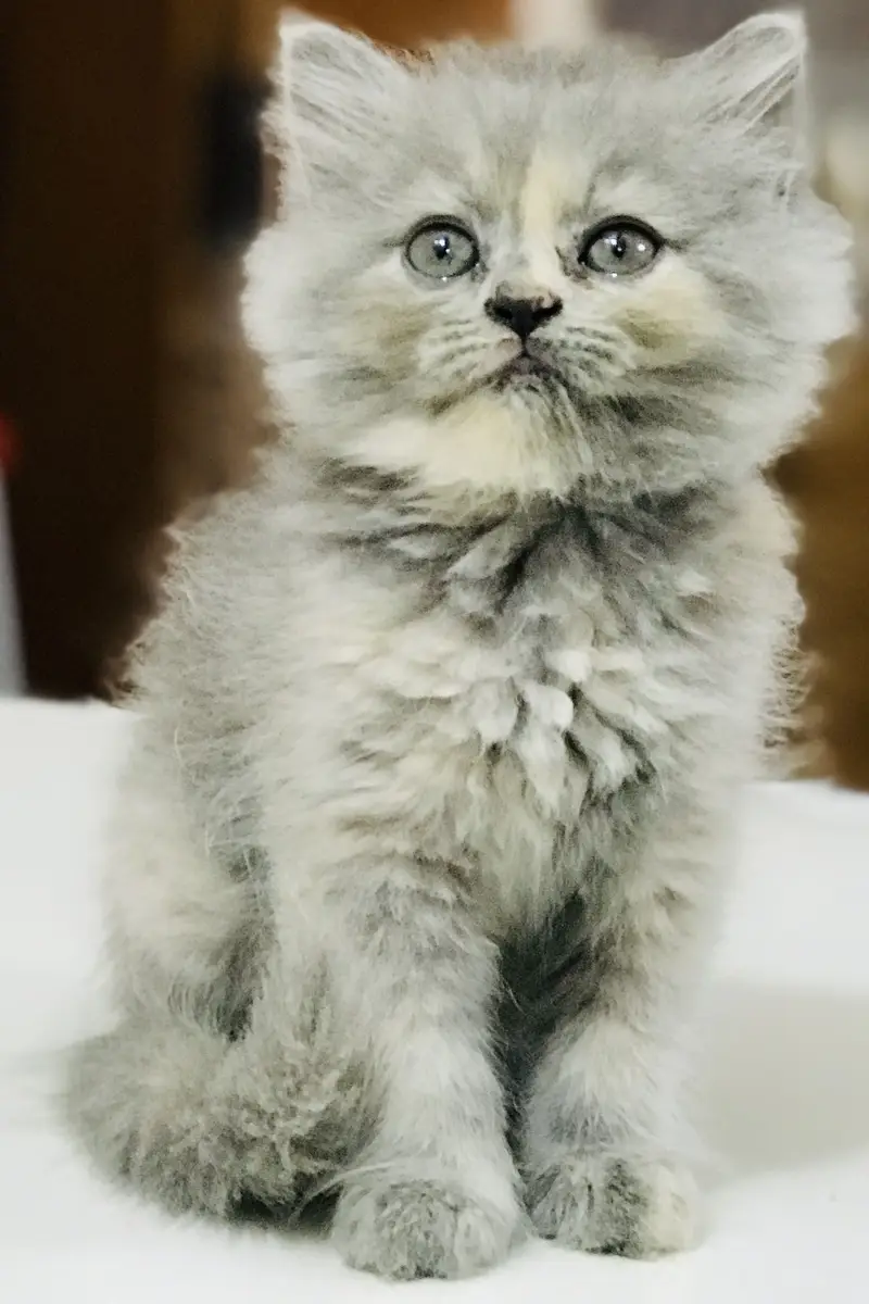 Munchkin x Persian kittens — photo 6