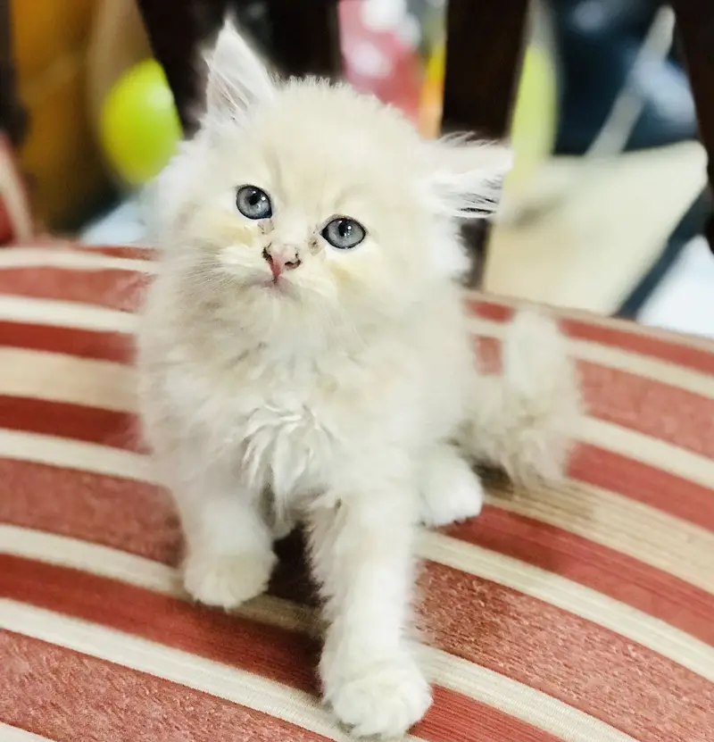 Munchkin x Persian kittens — photo 7