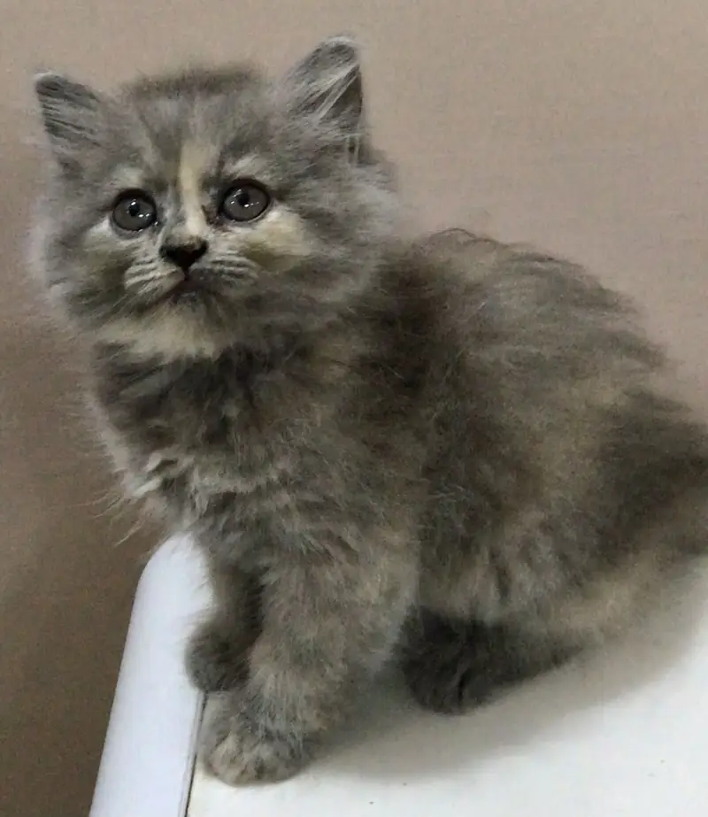 Munchkin x Persian kittens — photo 9
