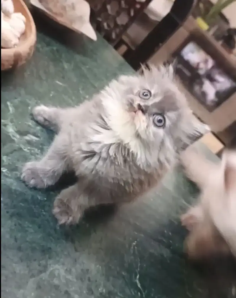 Munchkin x Persian kittens — photo 11