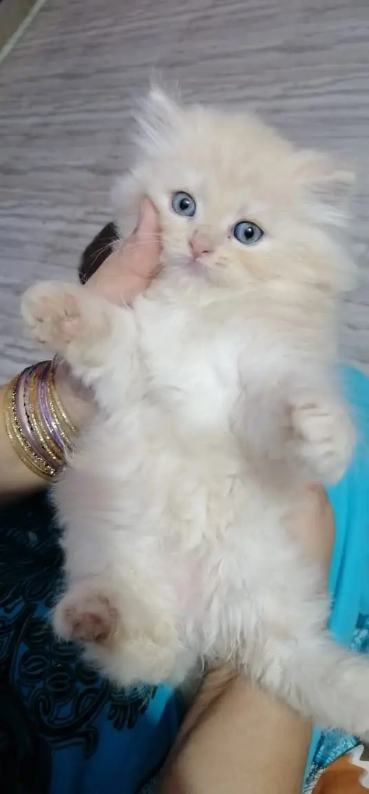 Munchkin x Persian kittens — photo 12