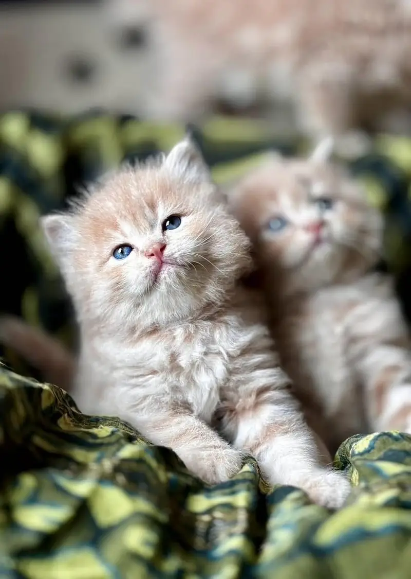 Quality Persian Punchface cat & kitten. moreWhatsApp 03704601257 — photo 2