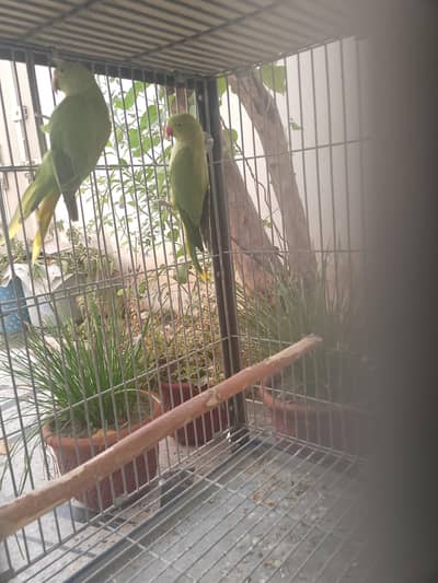 Green parrot pair