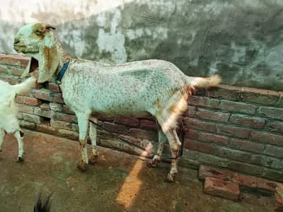 Goats For Sale (Male and Female)