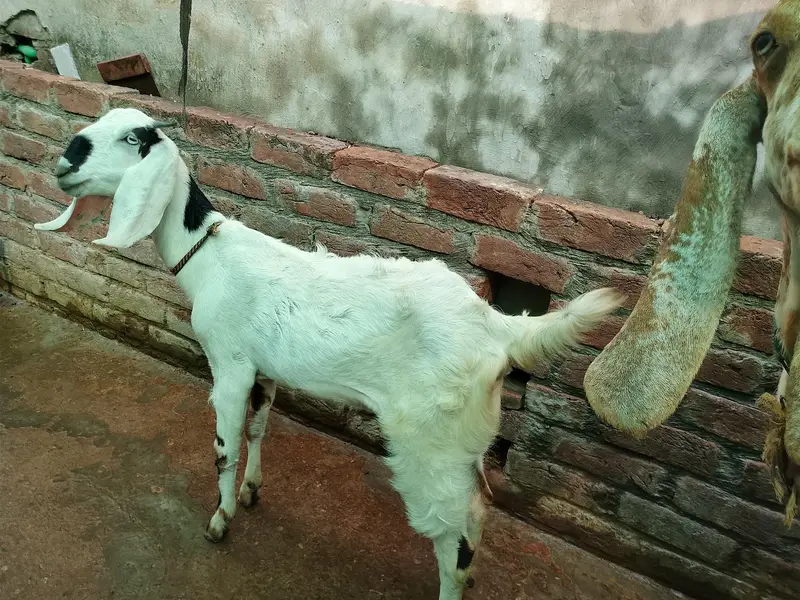 Goats For Sale (Male and Female) — photo 4