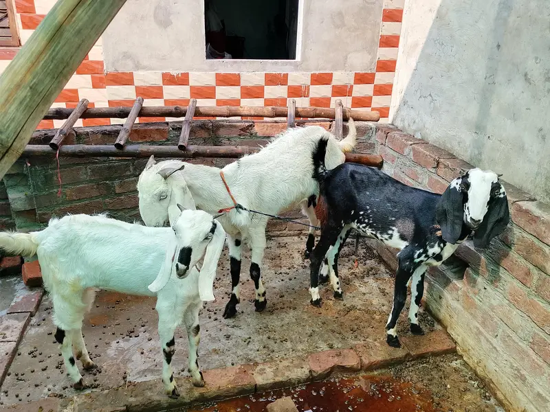 Goats For Sale (Male and Female) — photo 8
