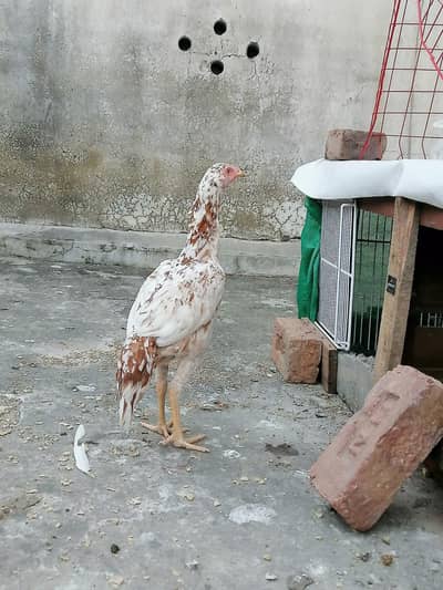 chini aseel pathi