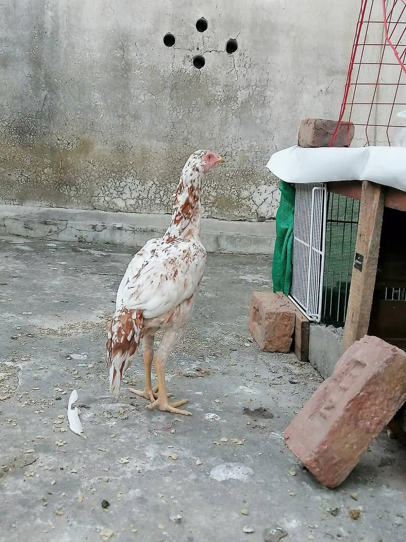 chini aseel pathi 0