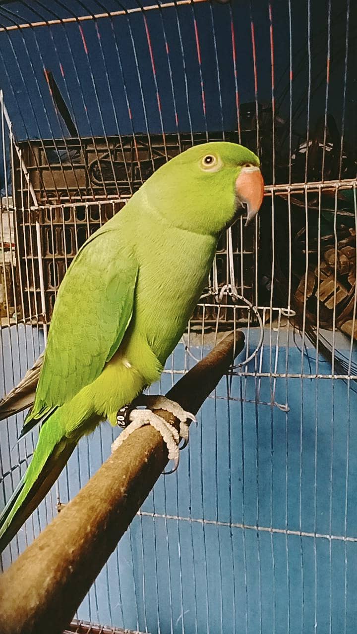 ring neck talking 1