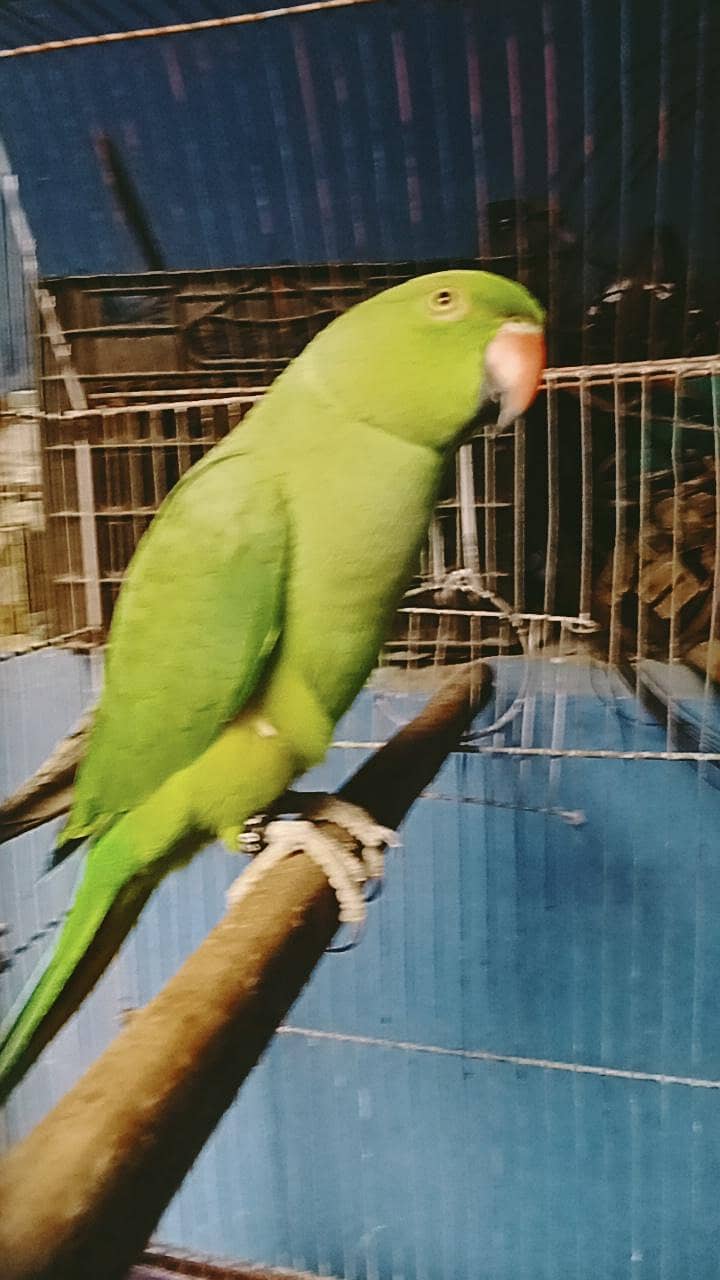 ring neck talking 2