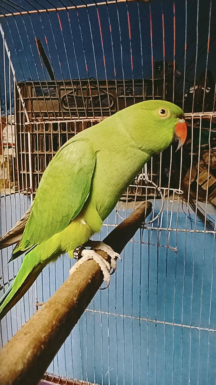 ring neck talking 3