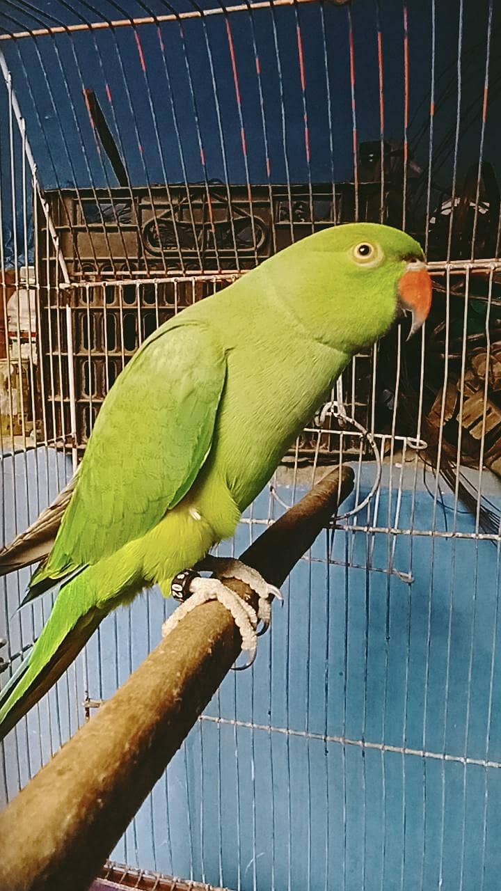 ring neck talking 4