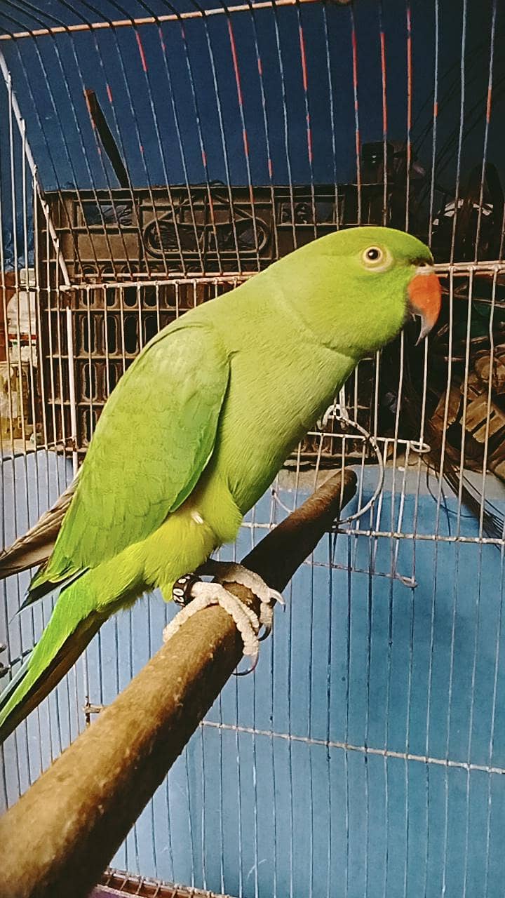 ring neck talking 5