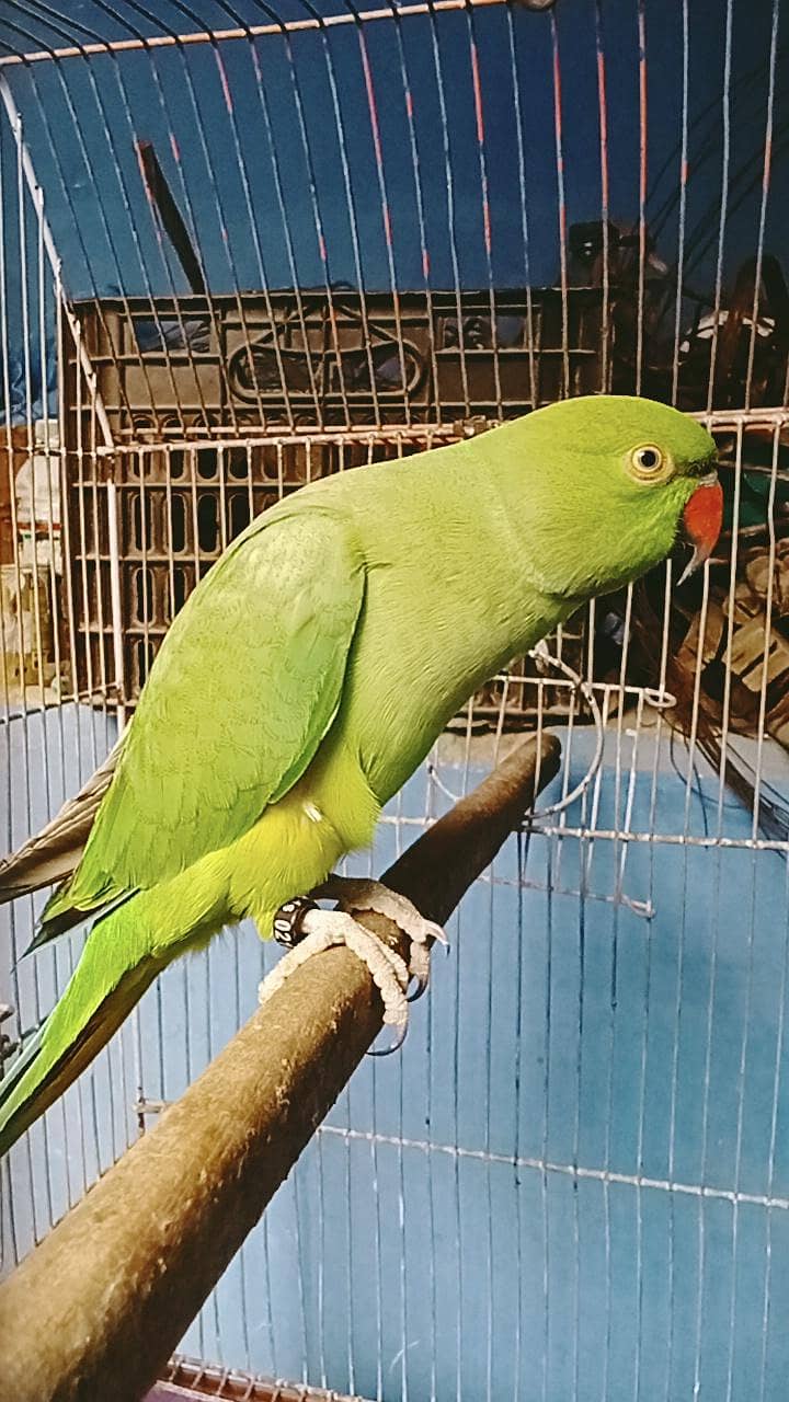 ring neck talking 6