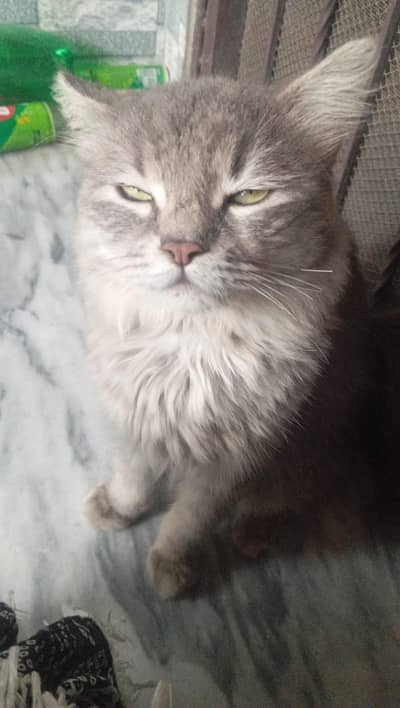 [ PERSIAN ]DOUBLE COATED MALE CAT FOR SALE |HEALTHY AND VACCINATED|
