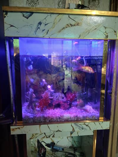 aquarium for sale