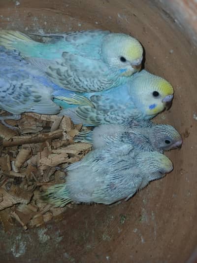 Budgies Chicks available for Handtame