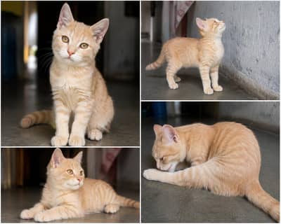 Lion Colour Golden eye British Short Hair