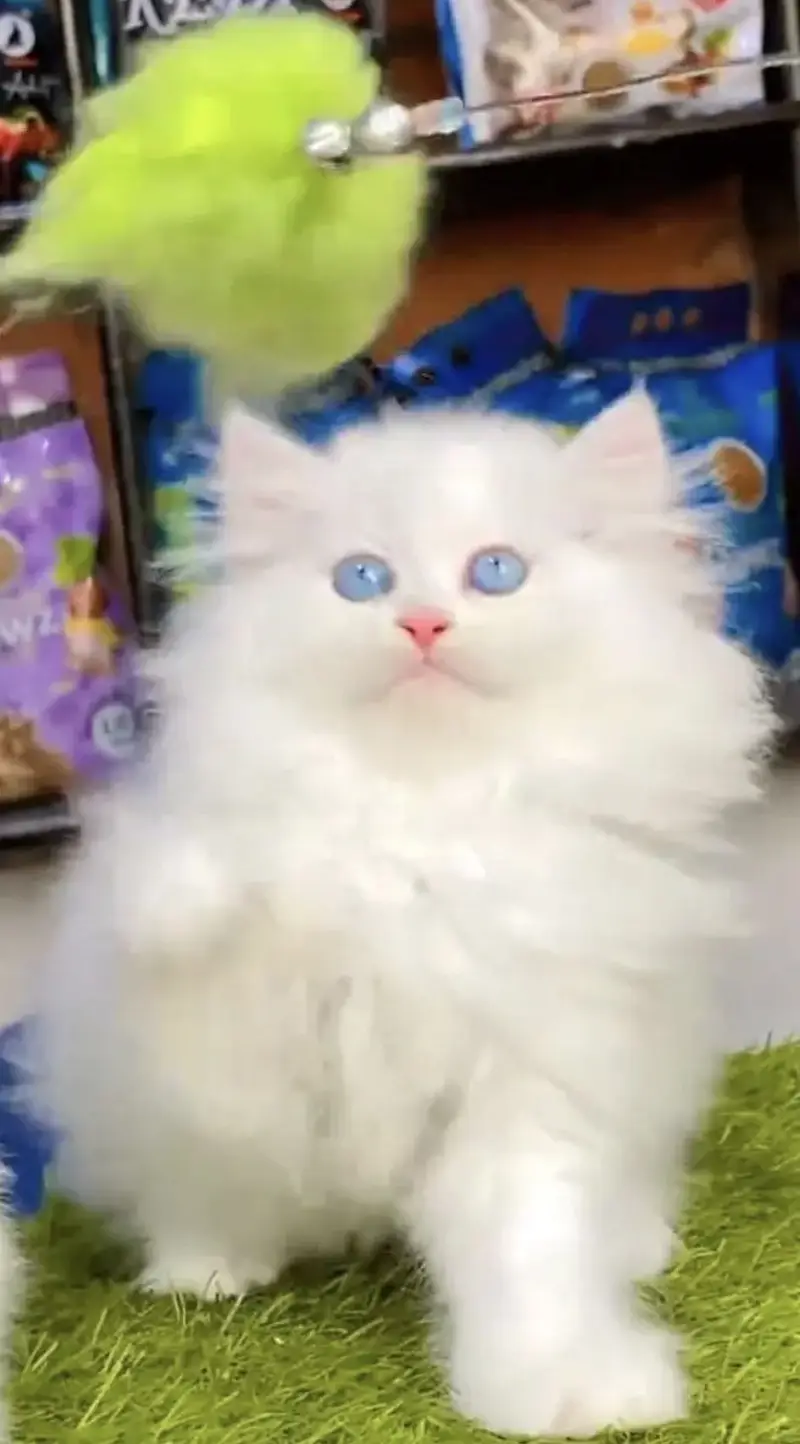 Quality Persian Punchface cat & kitten. moreWhatsApp 03704601257 — photo 3