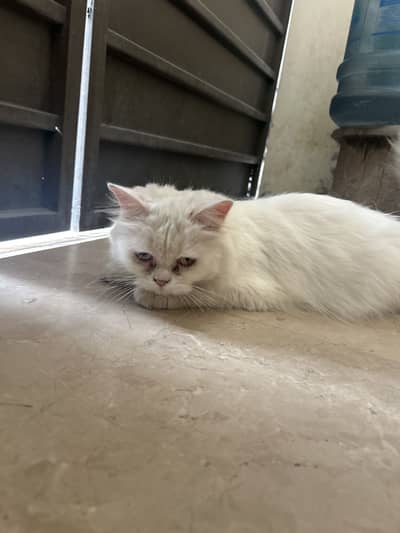 Persian cat for sale
