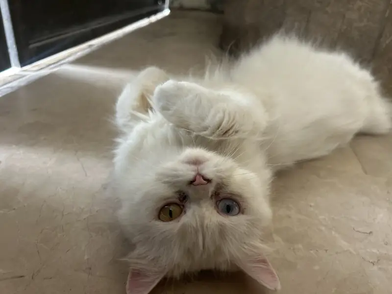 Persian cat for sale — photo 2