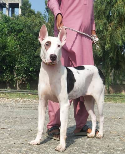 bully gultair female double body