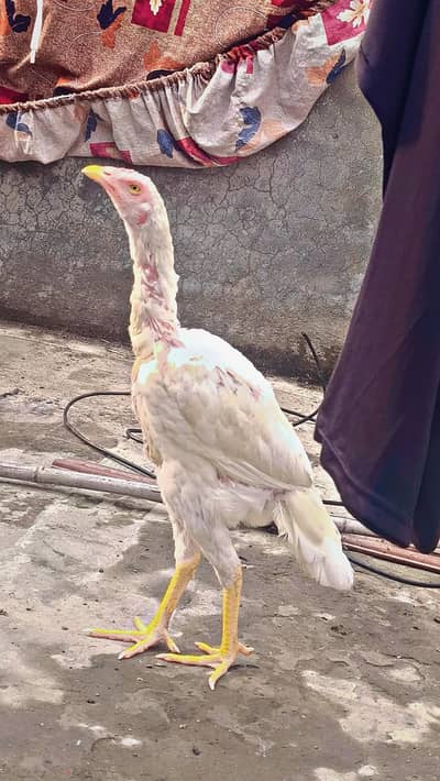 Sindhi White And Lakha Aseel Chicks
