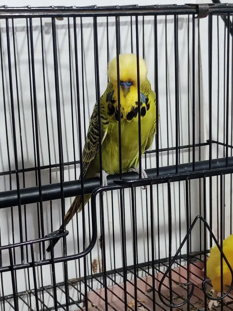 Exhibition male split tcb available in Lahore urgent — photo 2