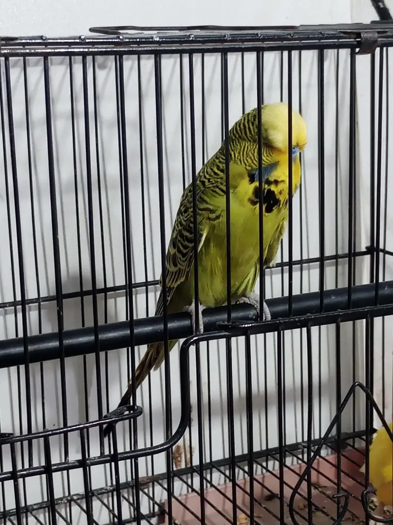 Exhibition male split tcb available in Lahore urgent — photo 3