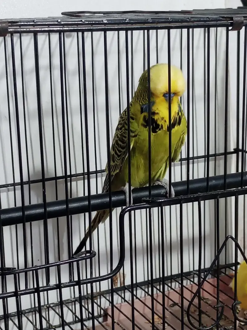 Exhibition male split tcb available in Lahore urgent — photo 4
