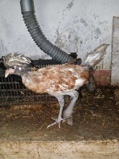 Polish Chicken. Sultan chicken. Silkie Chicken