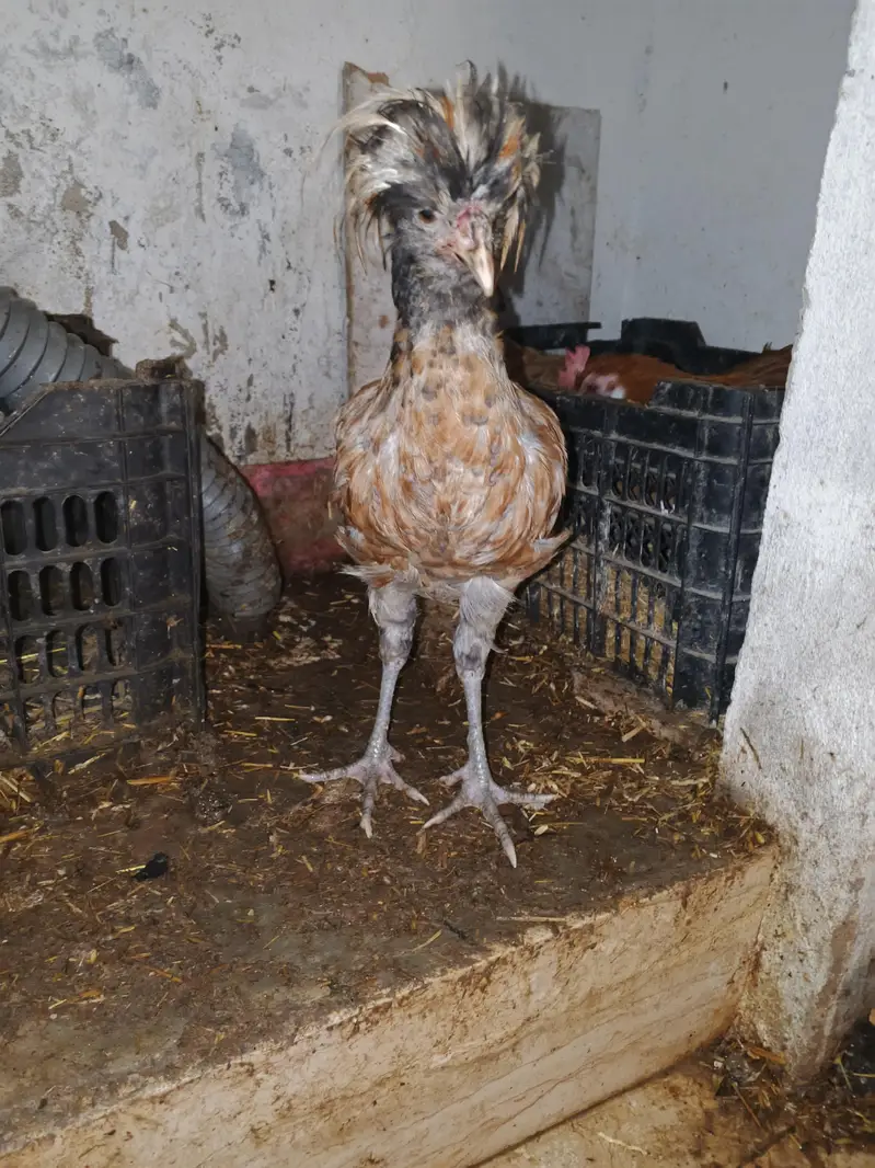 Polish Chicken. Sultan chicken. Silkie Chicken — photo 2