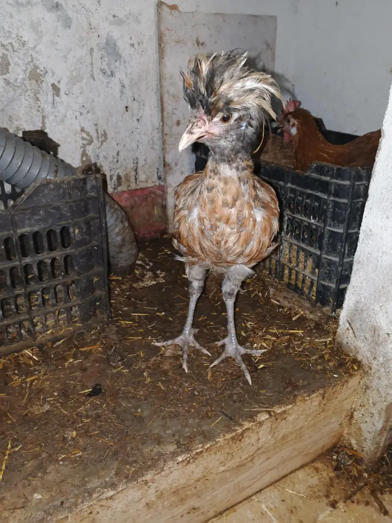 Polish Chicken. Sultan chicken. Silkie Chicken — photo 3
