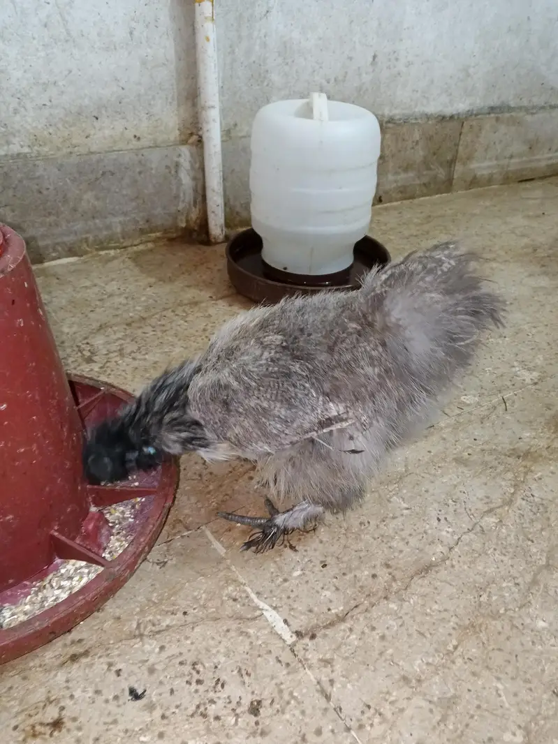 Polish Chicken. Sultan chicken. Silkie Chicken — photo 4