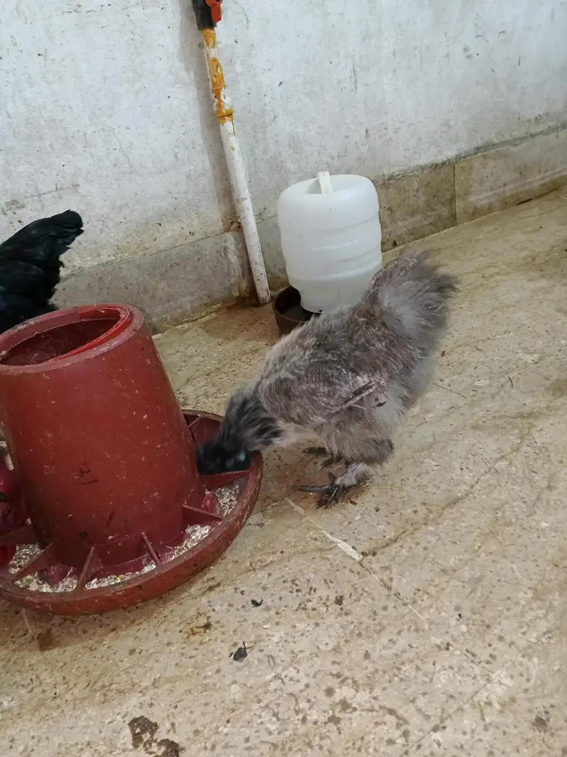 Polish Chicken. Sultan chicken. Silkie Chicken — photo 5