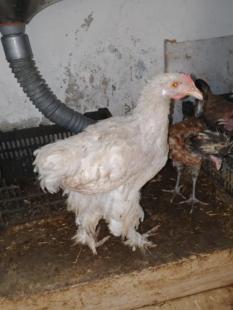Polish Chicken. Sultan chicken. Silkie Chicken — photo 6