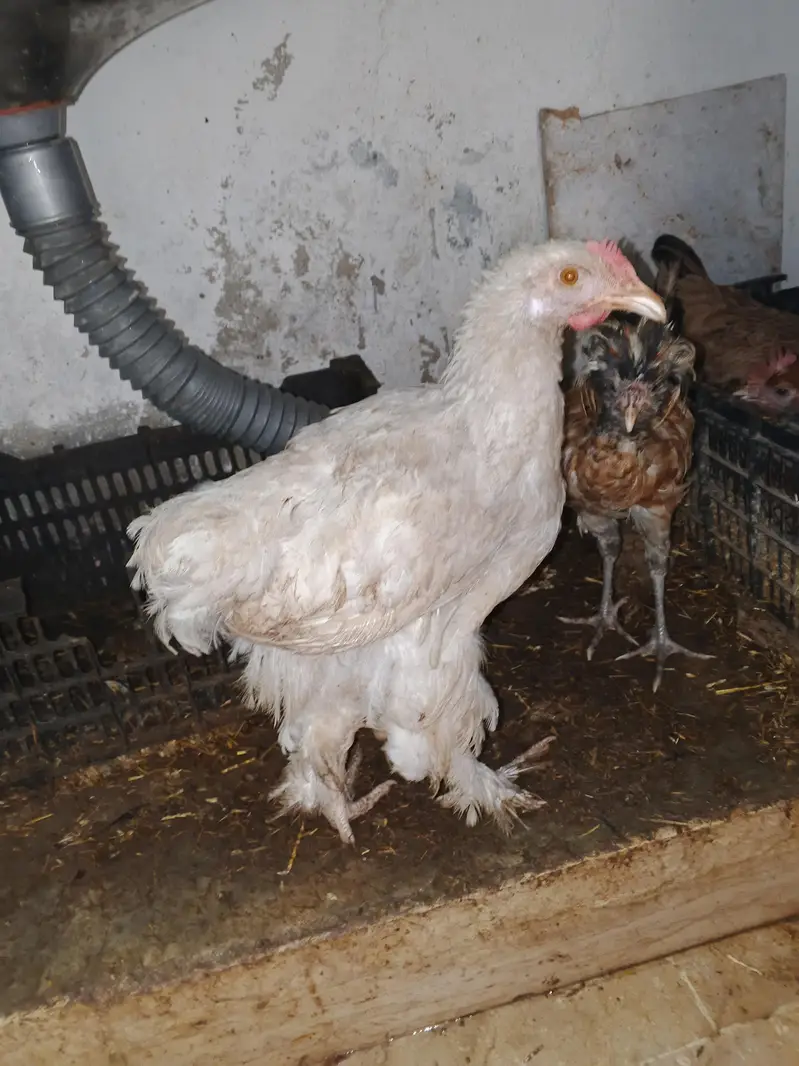 Polish Chicken. Sultan chicken. Silkie Chicken — photo 7