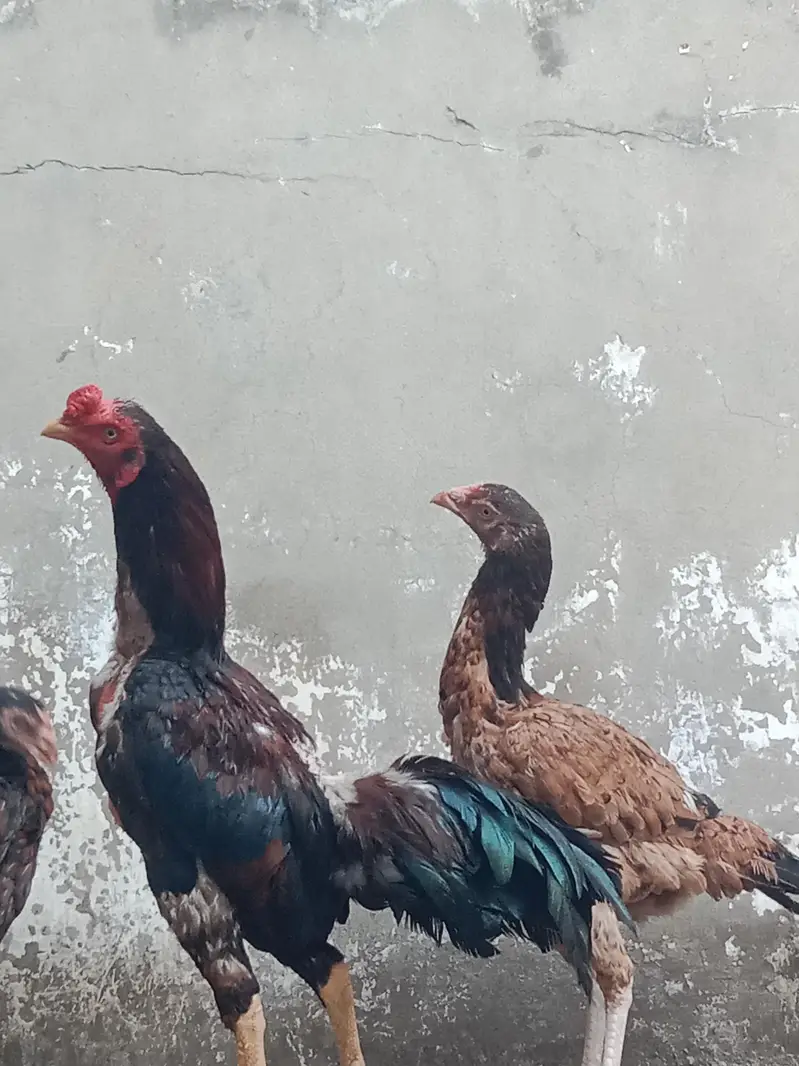 asel miawali — photo 2