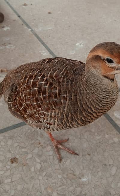 Irani teeter male one