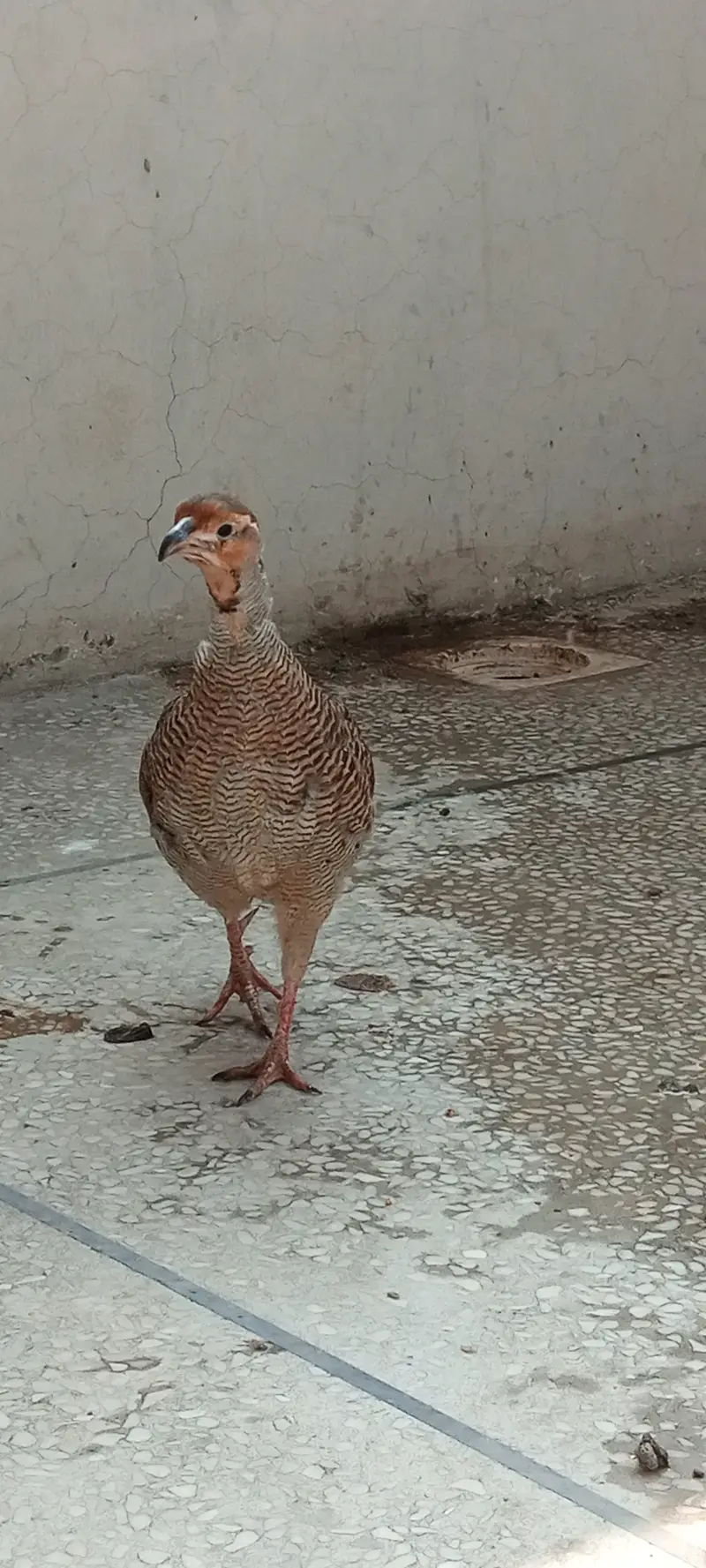 Irani teeter male one — photo 2