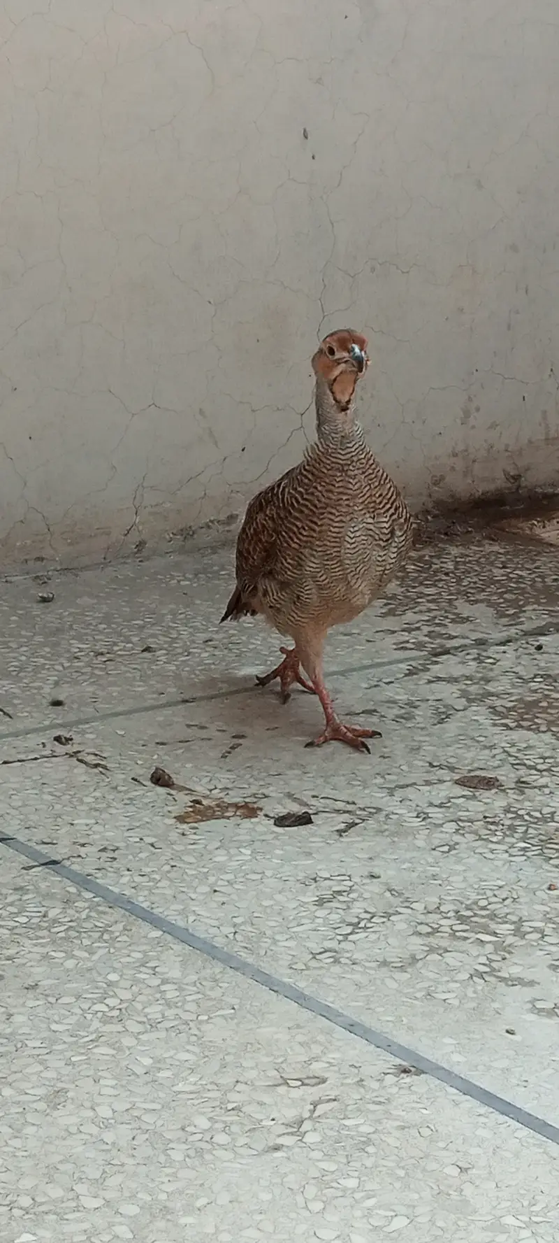 Irani teeter male one — photo 3